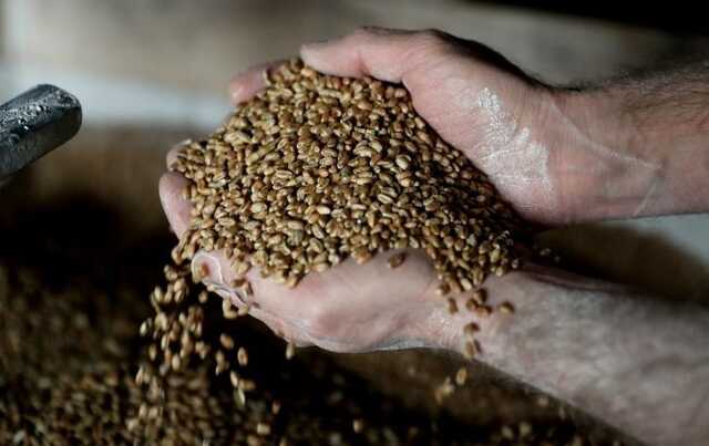 ЄС готує екстрені обмеження на імпорт зерна з України, — FT