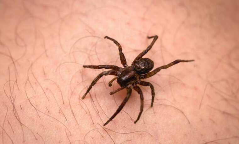 Львів’янку вкусив невідомий павук: самолікування спричинило сильну бактеріальну інфекцію