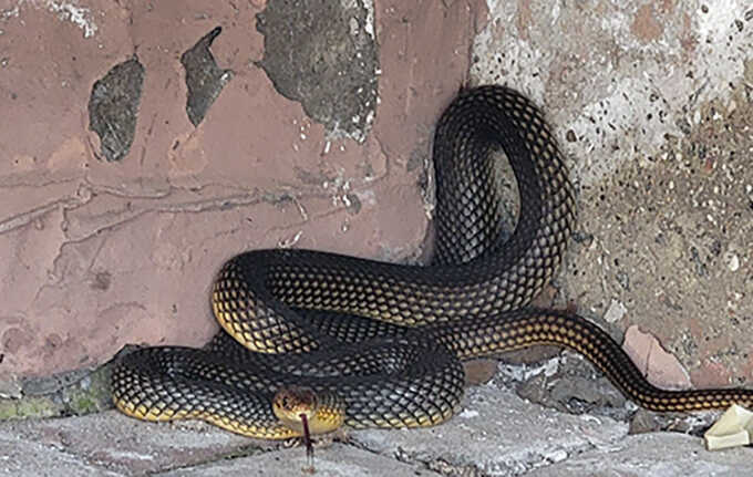В Одесі рідкісна змія покусала директора зоопарку