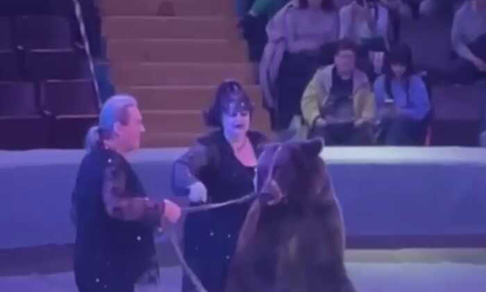 У Запорізькому цирку ведмідь напав на дресирувальника