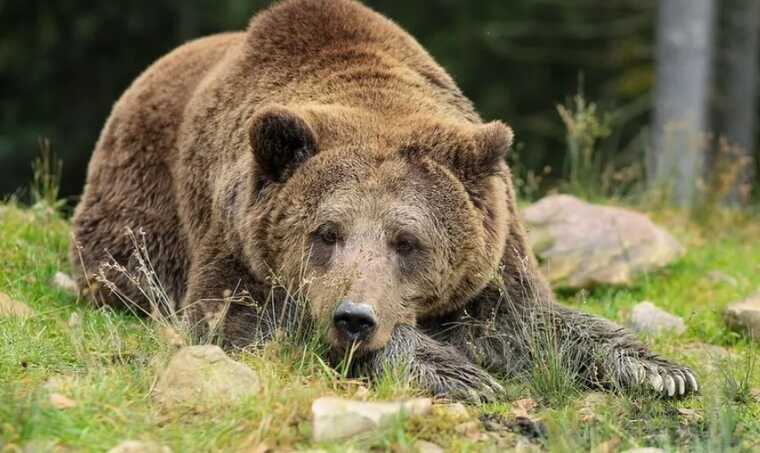 У Румунії ведмідь накинувся на жінку, яка хотіла зробити з ним селфі