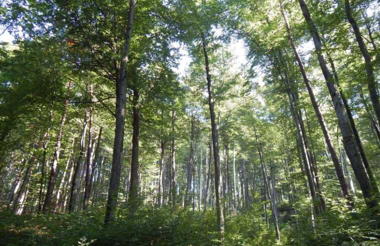 На Львівщині заборонили відвідувати ліси прикордонного Яворівського району