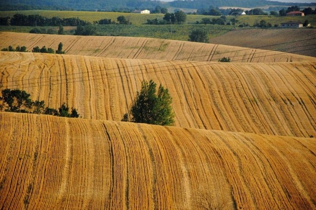Европарламент заблокировал квоты на украинскую пшеницу и томаты