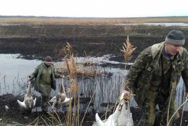 На Днепропетровщине “зоозащитники” ради забавы расстреляли краснокнижных лебедей