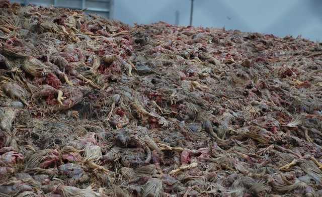 В Киевской области обнаружен могильник с тоннами гнилого мяса