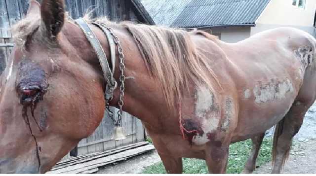 На Закарпатье пьяный живодер привязал коня к машине и волок его по селу