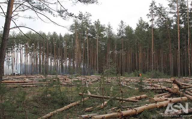 Теперь за вывоз леса из Украины - тюрьма: подробности
