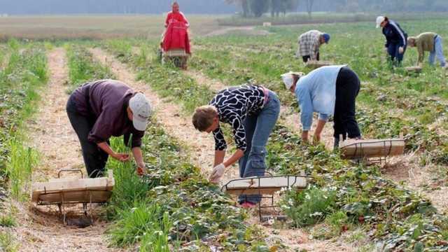 Это катастрофа, гибнет урожай: в Чехии бьют тревогу из-за украинских заробитчан