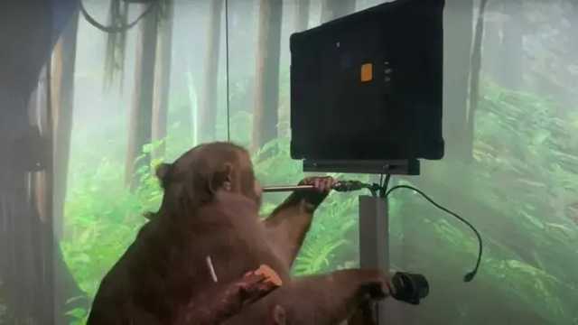 У Илона Маска показали, как обезьяна с чипом в голове Neuralink играет в пин-понг силой мысли
