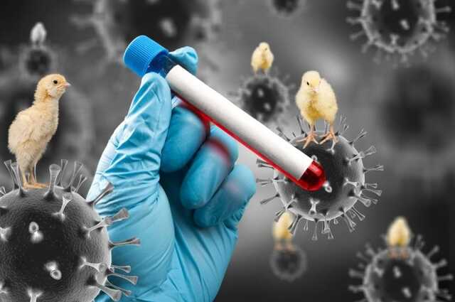 В Китае умер первый в мире человек после птичьего гриппа H3N8 • Портал  АНТИКОР