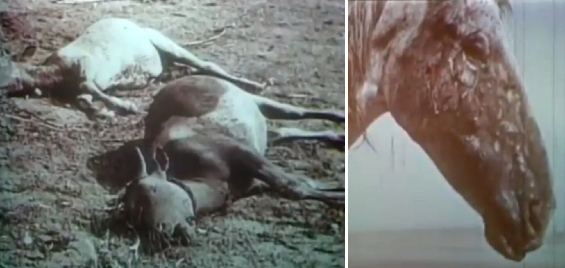 Тварини після ядерного вибуху на Тоцькому полігоні