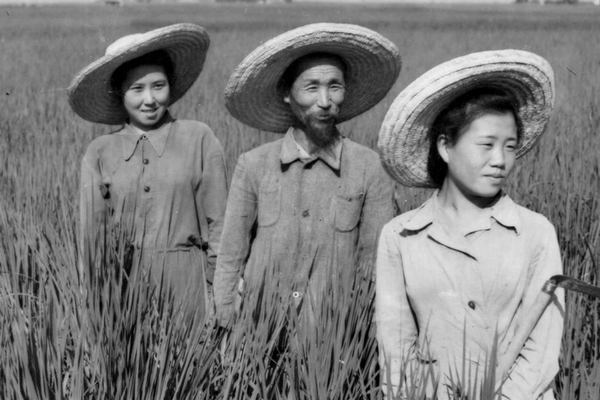 Корейська сім’я на рисовому полі, 1956 рік.