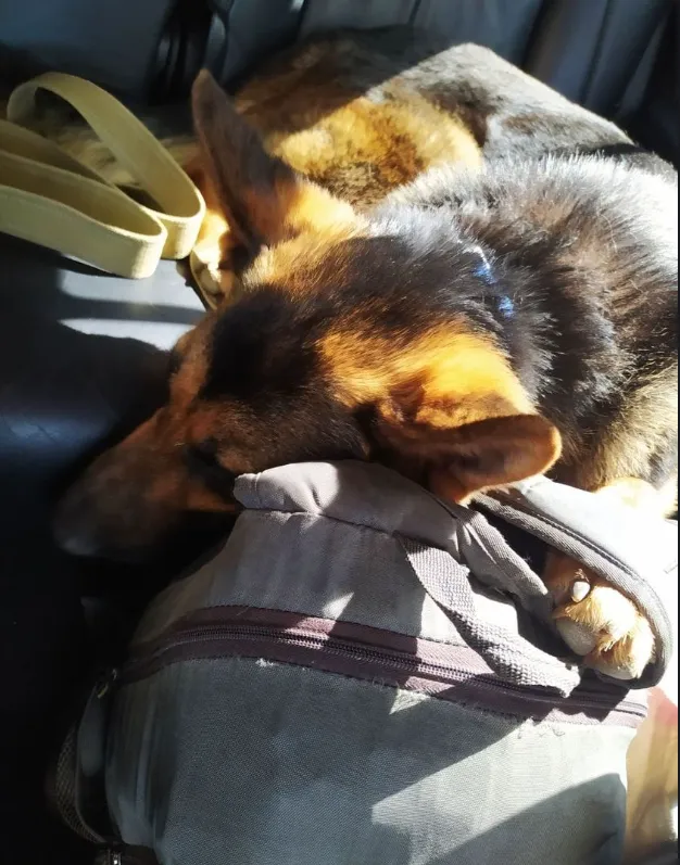 Чоловіка, у якого в Херсоні загинула родина, не пустили в евакуаційний автобус із собакою: він три дні йшов пішки до Одеси