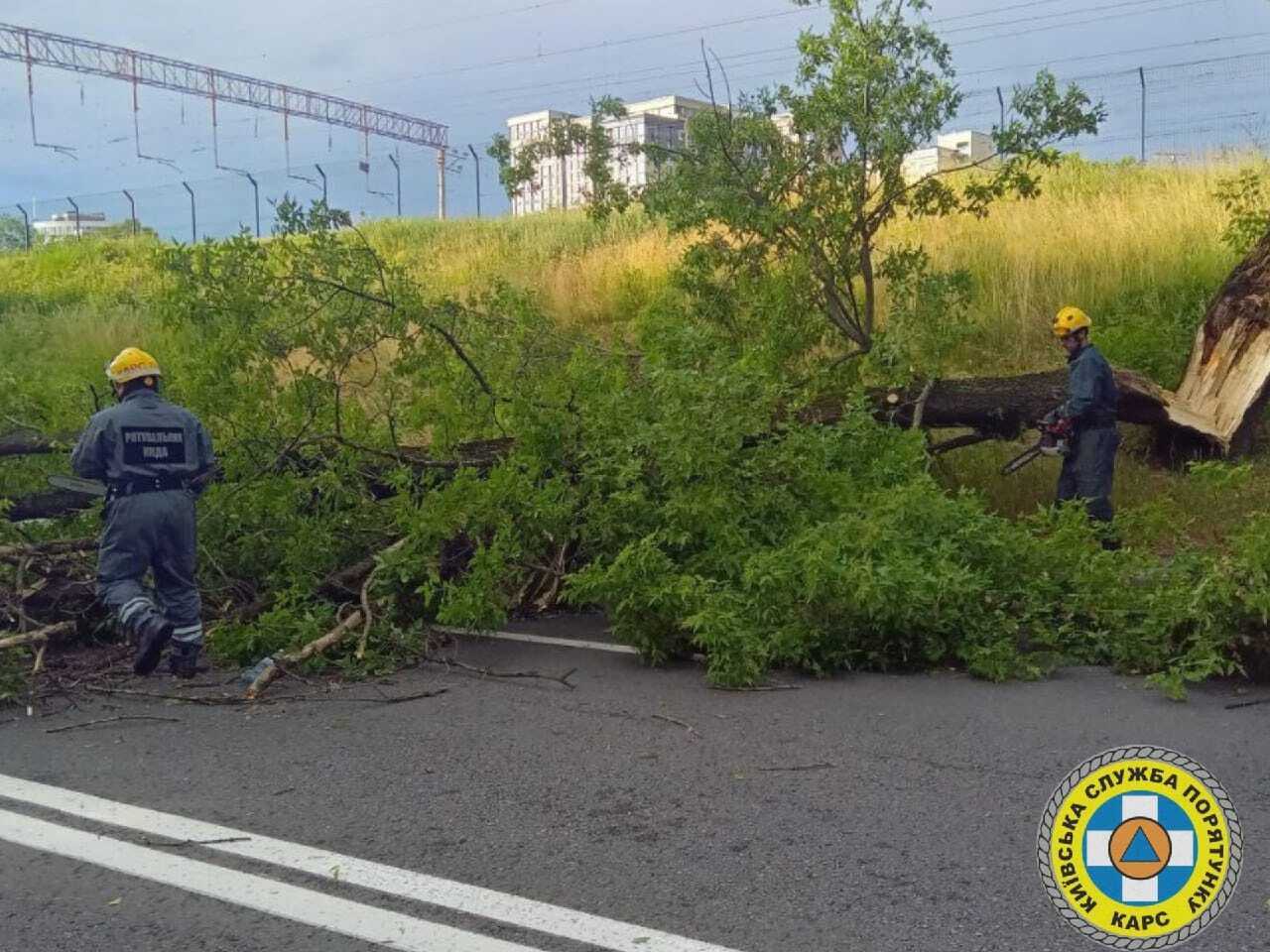 На киевской Троещине во время грозы дерево упало на палатку: есть  пострадавшие • Портал АНТИКОР